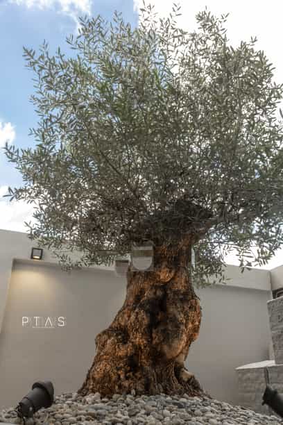 V+N House — photo 41